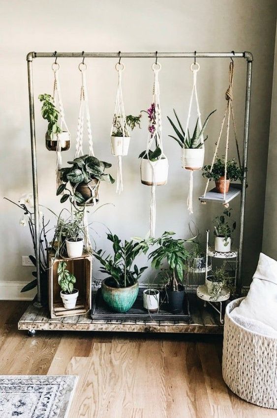 hanging indoor succulents