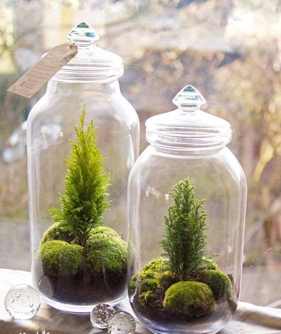 edgy and trendy moss home decor ideas cover