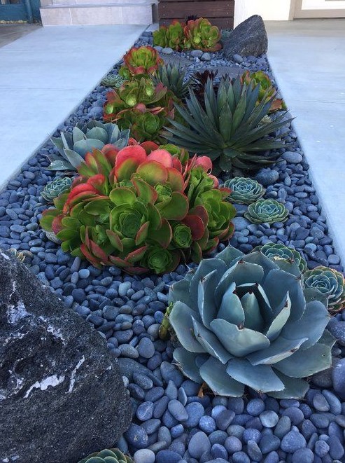 Succulent Gardens Front Yard