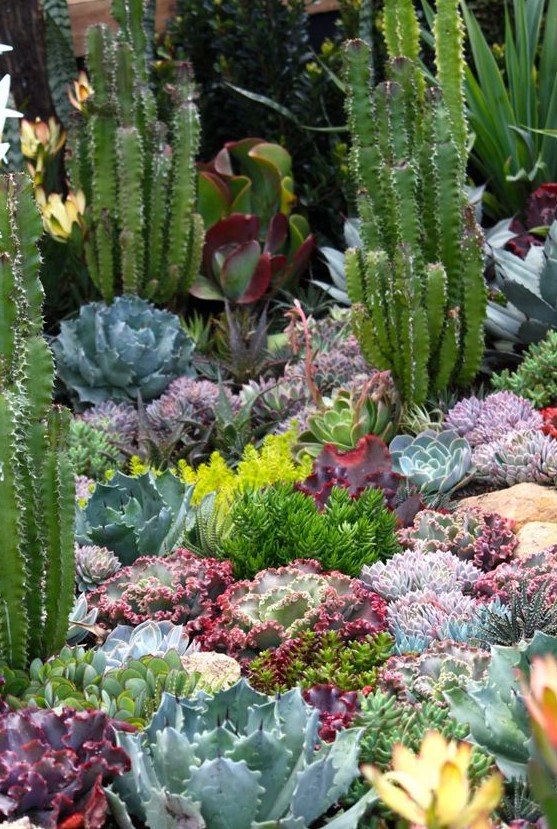 59 Catchy Outdoor Succulent Garden Ideas - DigsDigs