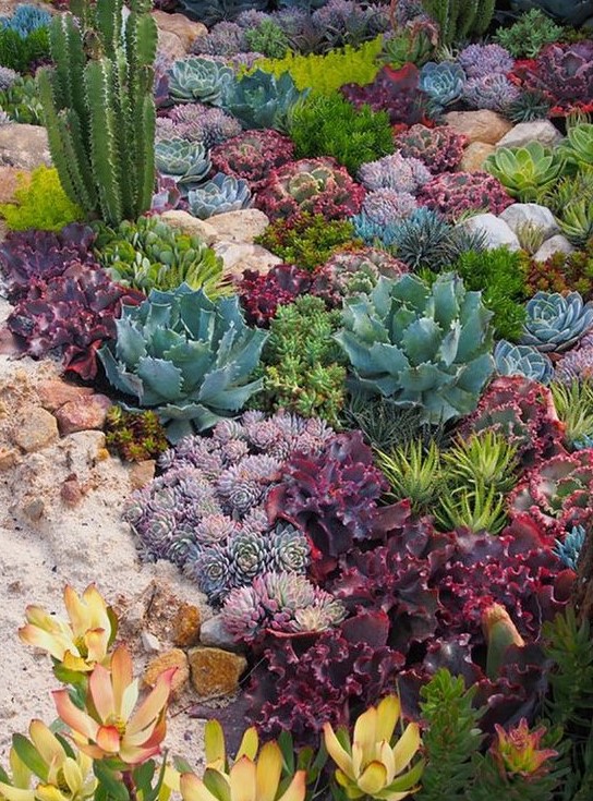 59 Catchy Outdoor Succulent Garden Ideas - DigsDigs