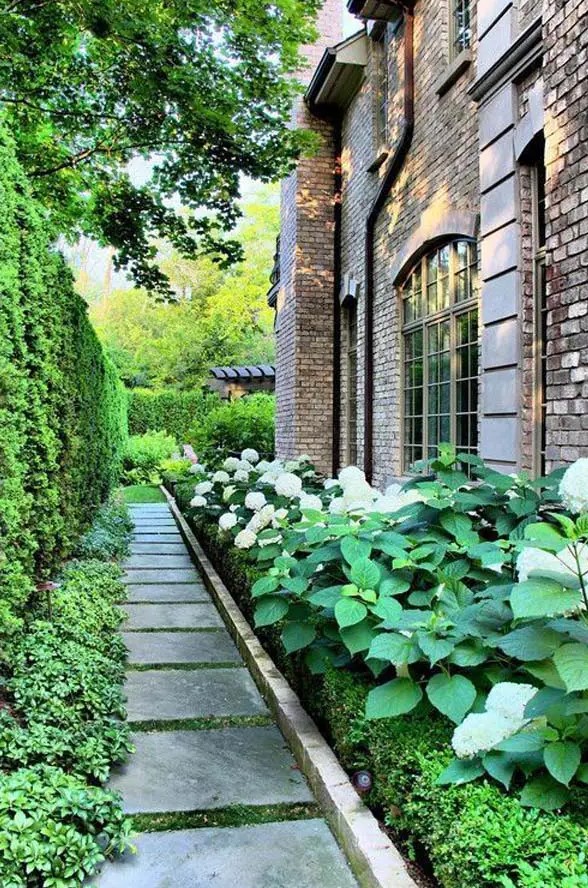 a tasteful side yard with a greenery wall, greenery and hydrangeas, a stone tile path is a lovely and elegant space